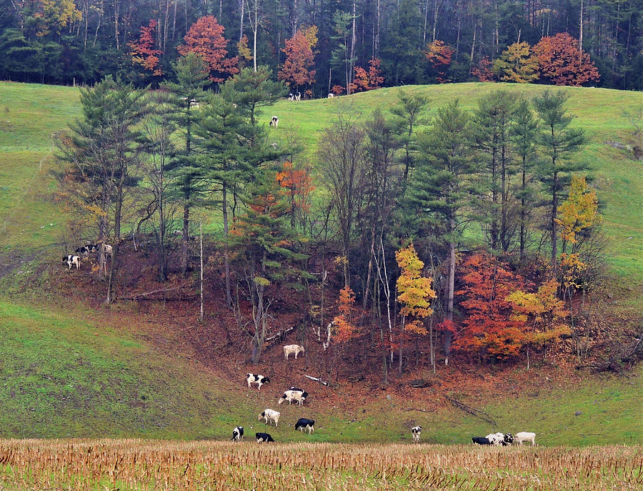 Cows Amidst the Autumn Trees in Vermont Photograph by Nancy Griswold