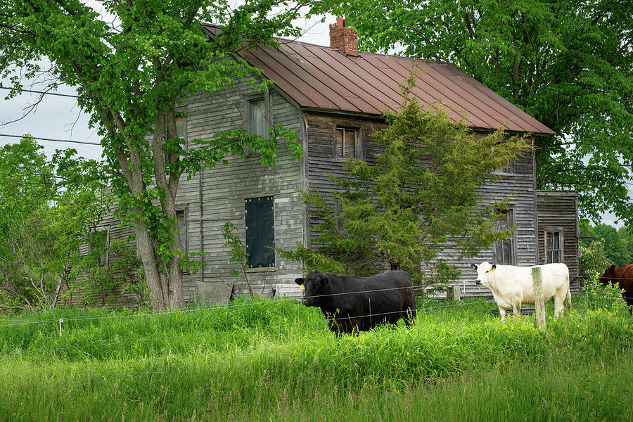 Cows And Barn 2 Photograph