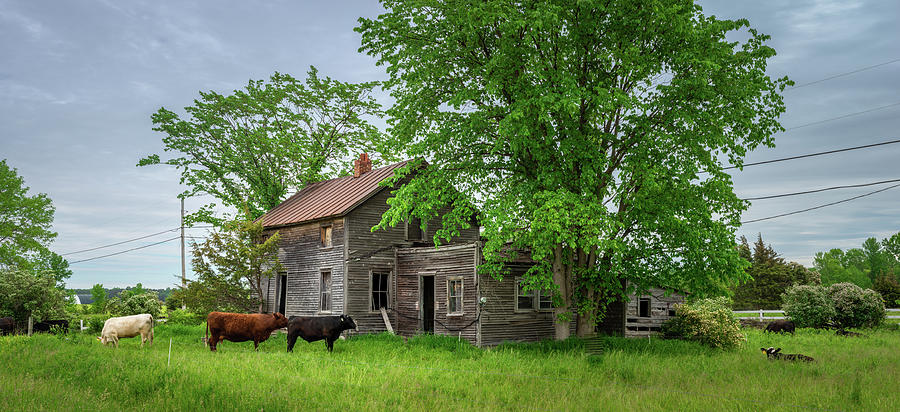 Cows and Barn Photograph by Dimitry Papkov