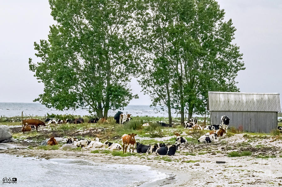 Cows at Beach Photograph by Elaine Berger