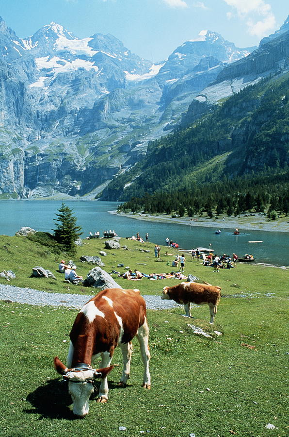 Cows By Lake & Mountains In Kandersteg, Switzerland Photograph by Bernard Roussel