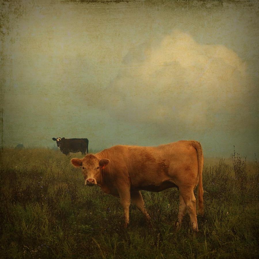 Cows Feeding On a Pasture  Photograph by Betty Pauwels