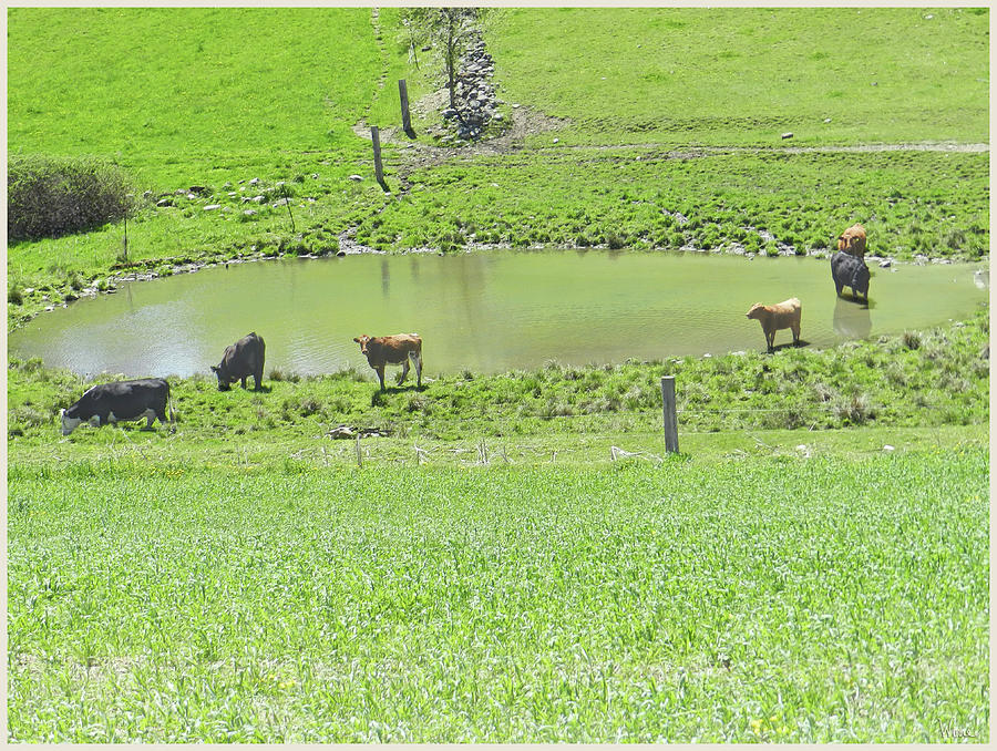 Cows Gathering Around a Pond, Washington County, NY Photograph by Lise Winne