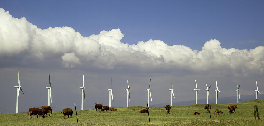 Cows grazing among wind generators Photograph by Timothy Hearsum