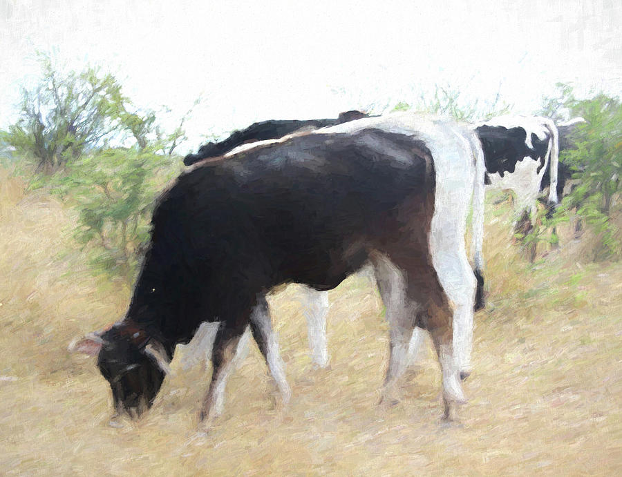 Cows Grazing  Digital Art by Cathy Anderson
