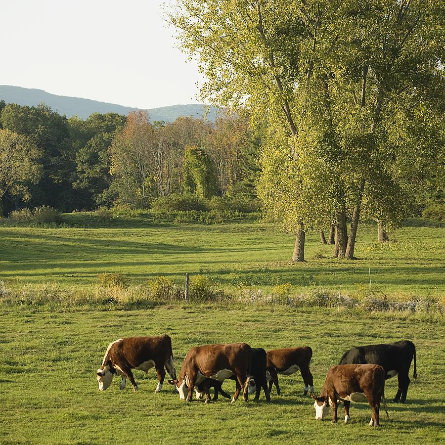 Cows grazing in a pasture Photograph by Scott Barrow