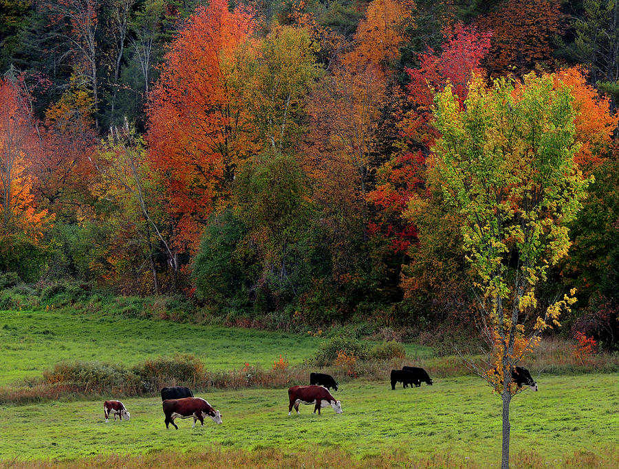 Cows Grazing in Vermont in Autumn Photograph by Nancy Griswold