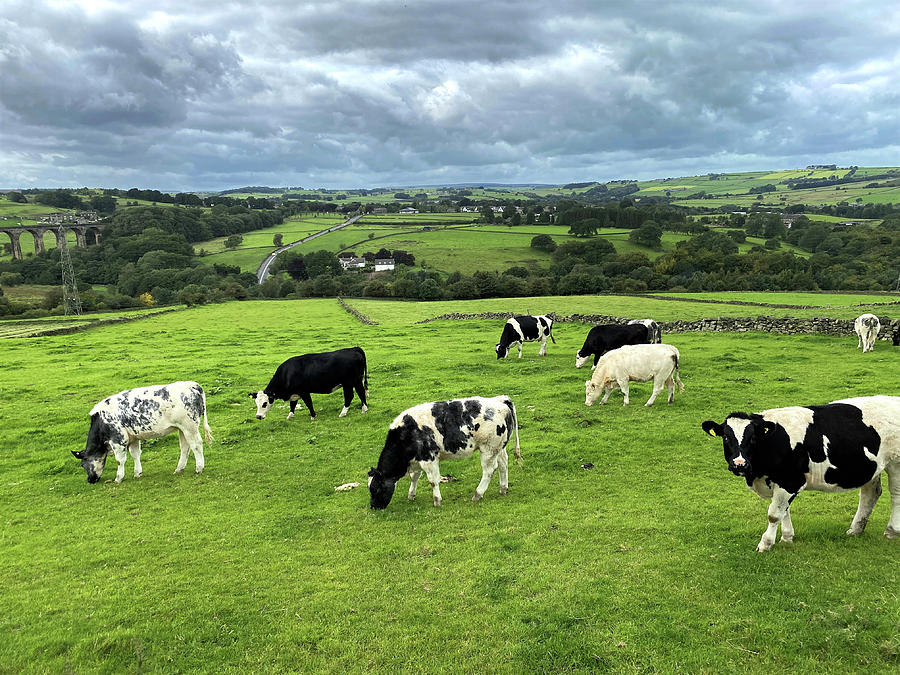Nature Photograph - Cows Grazing near Cullingworth, UK by Derek Oldfield