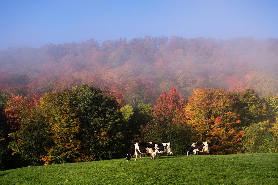 Cows Grazing on a Foggy Fall Morning in Vermont Photograph by John Rowe
