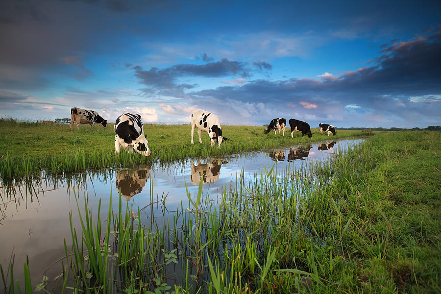 Cows Grazing On Pasture By River Photograph by Catolla