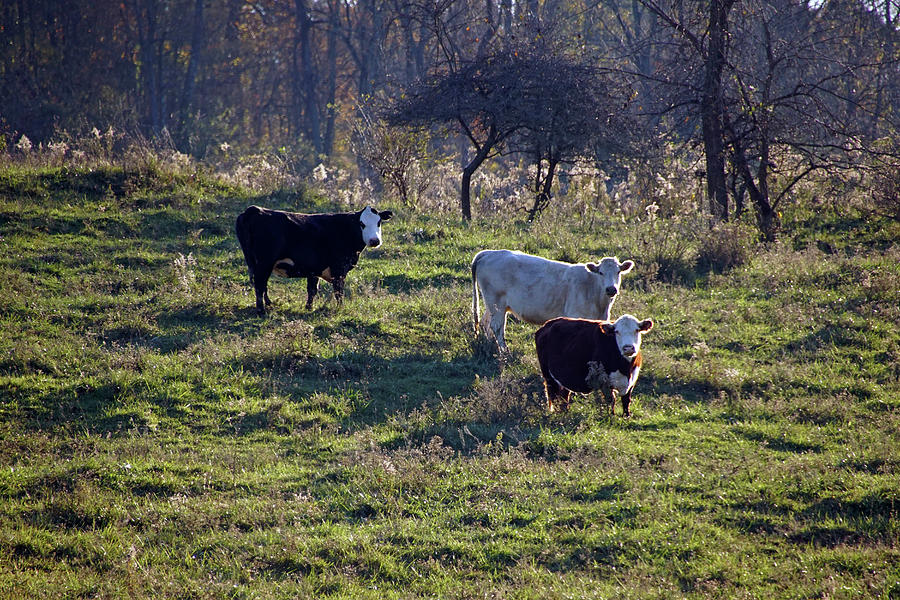 Cows in a Field Photograph by Mike Murdock