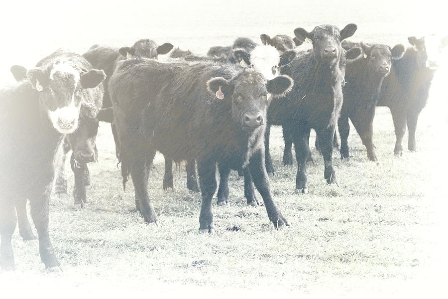 Cows In A Row Photograph by Ann Powell