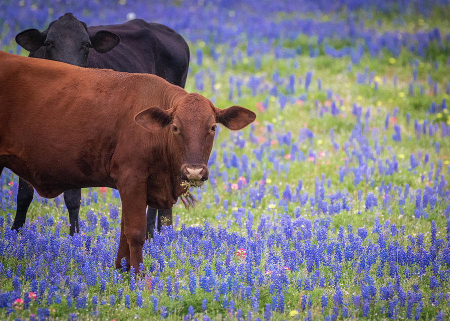 Cows in Bluebonnets Photograph by Erin K Images