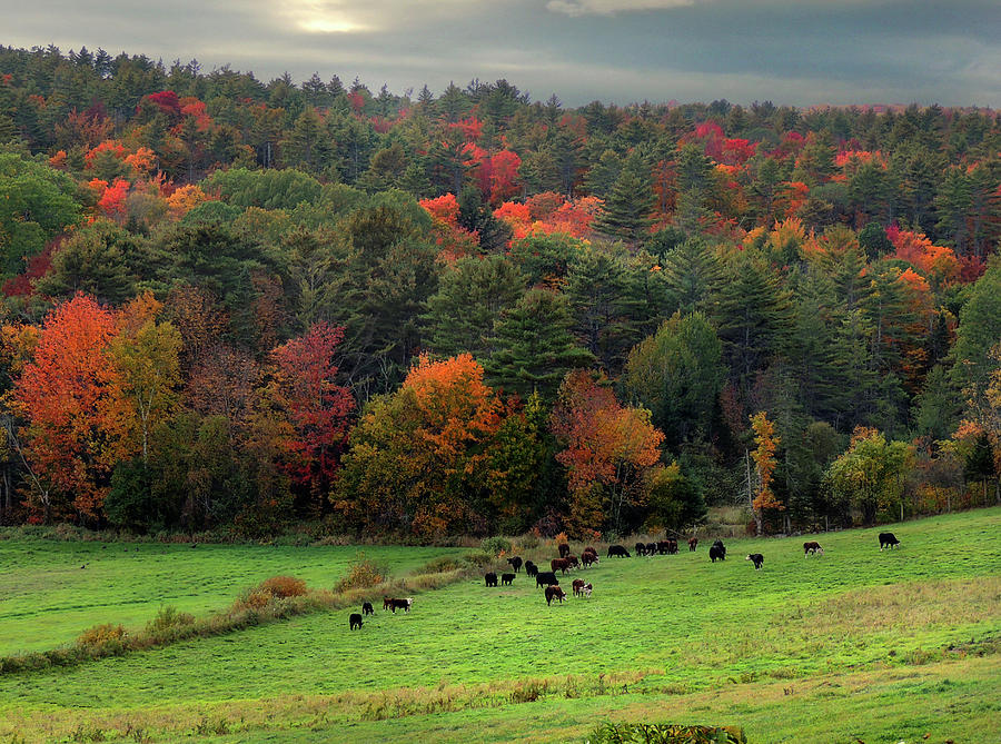 Cows In Field in Fall Photograph by Nancy Griswold