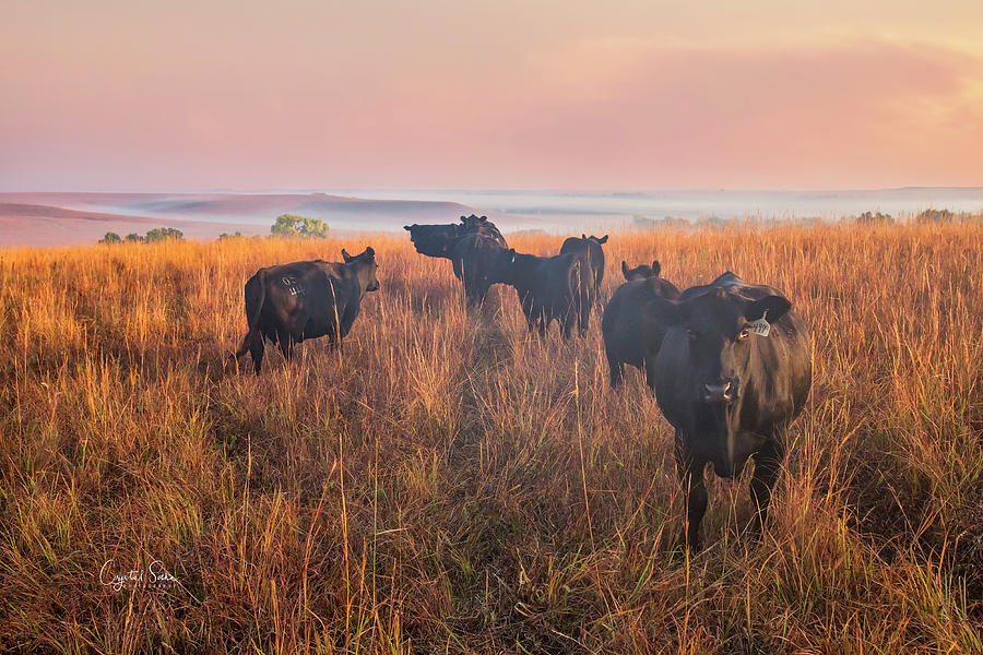 Cows in Fog Photograph by Crystal Socha