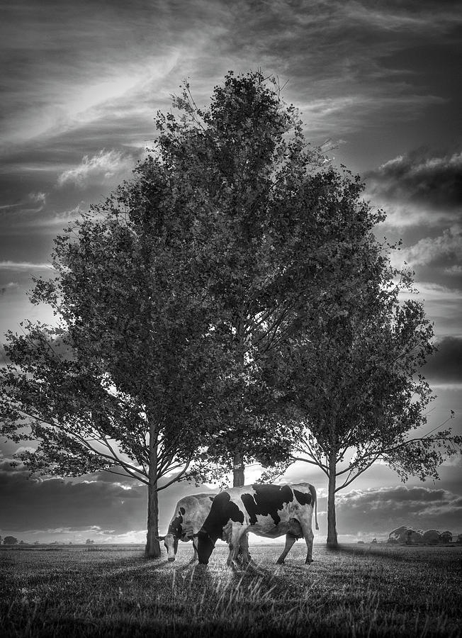 Cows in Sunset Light on the Farm Black and White  Photograph by Debra and Dave Vanderlaan
