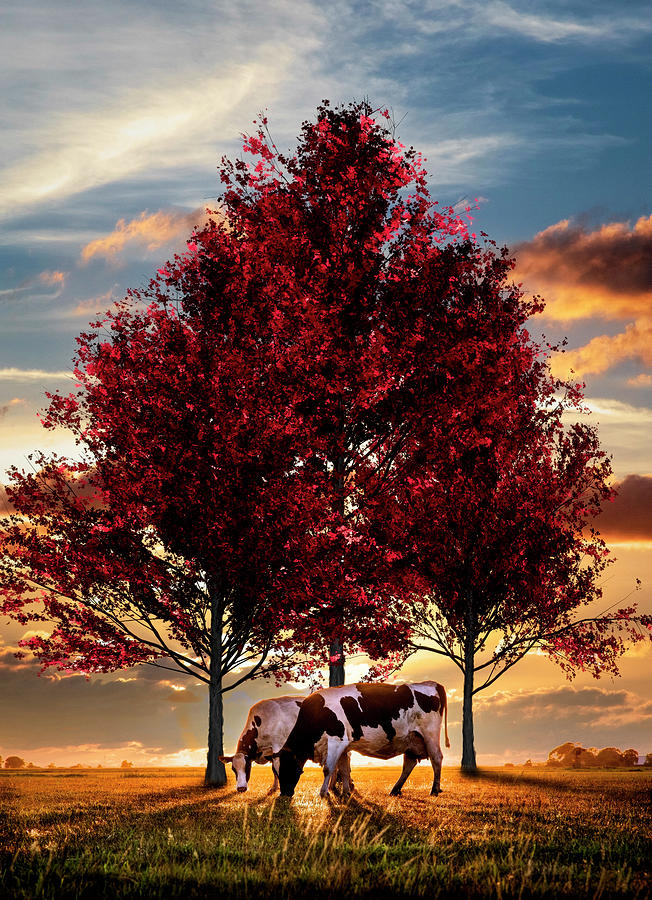 Cows in Sunset Light Under the Trees Photograph by Debra and Dave Vanderlaan