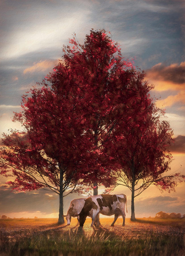 Cows in Sunset Light Under the Trees on the Farm Painting Photograph by Debra and Dave Vanderlaan