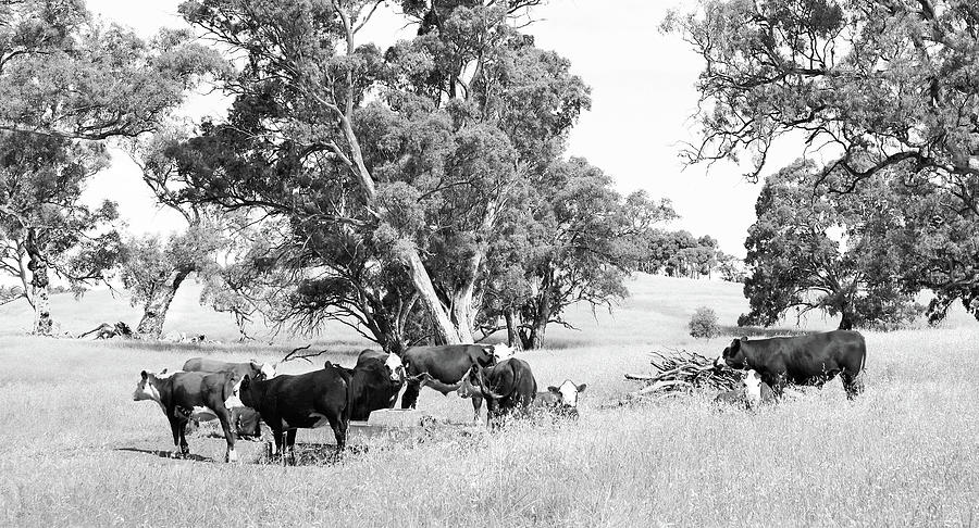 Cows in the Barossa Valley - BW Photograph by Lexa Harpell