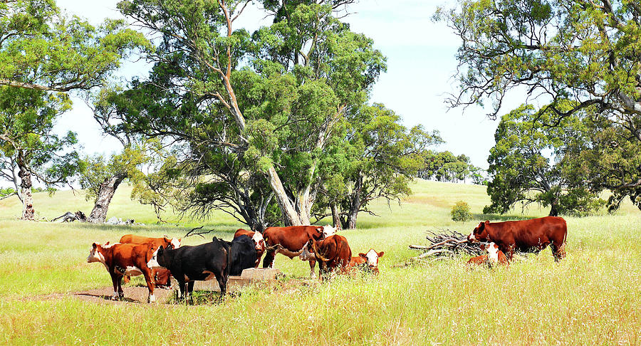 Cows in the Barossa Valley Photograph by Lexa Harpell