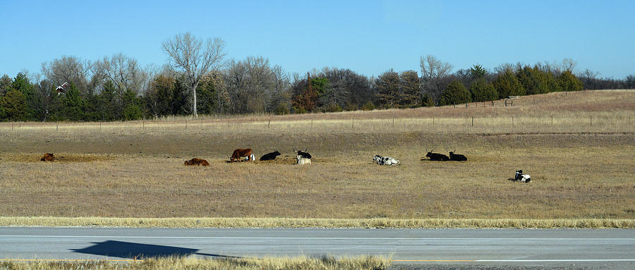 Cows in the field - Highway 170 - Kansas Photograph by Andy Romanoff Cows in the field - Highway 170 - Kansas Photograph by Andy Romanoff