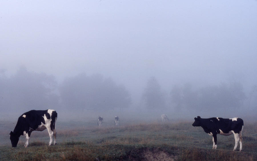 Cows in the Fog Photograph by Wayne King