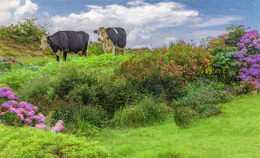 Cows in the Garden, Ireland Photograph by Marcy Wielfaert