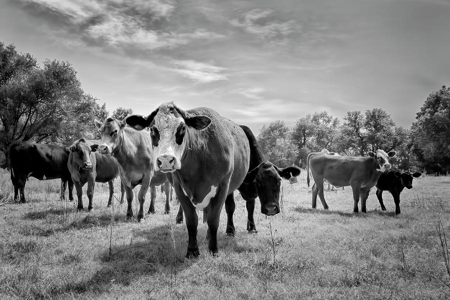Cows In The Pasture Black And White Photograph Photograph by Ann Powell