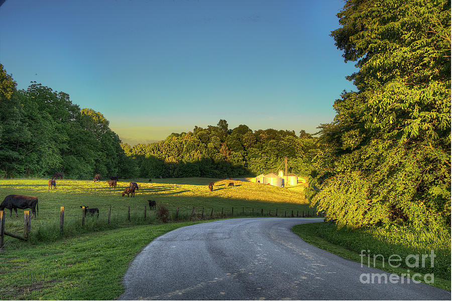Cows in the Pasture.   Photograph by Larry Braun