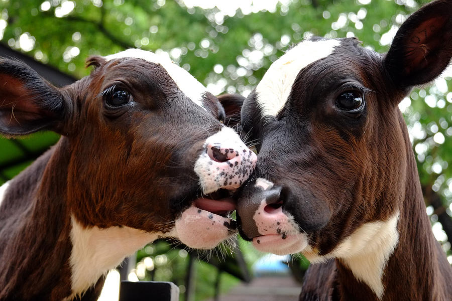 Cows Kissing Photograph by Lifeispixels