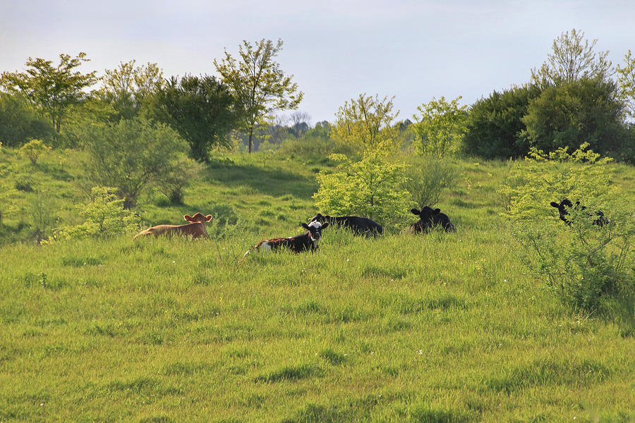 Cows Lounging in the Grass Photograph by Angela Murdock