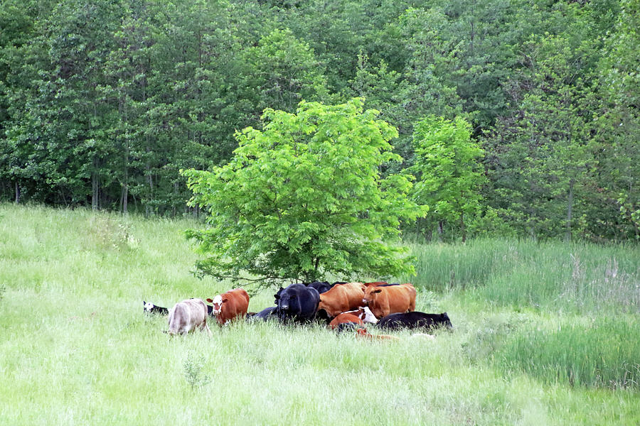 Cows Meeting Under the Tree Photograph by Angela Murdock
