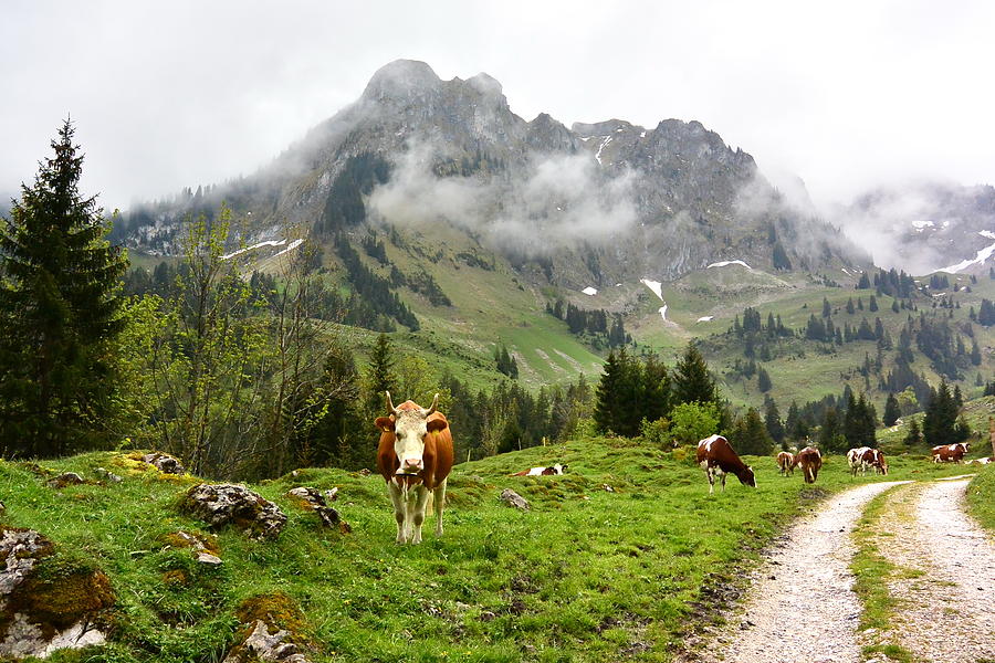 Cows Photograph - Cows of Brecca Gorge by Two Small Potatoes Cows Photograph - Cows of Brecca Gorge by Two Small Potatoes