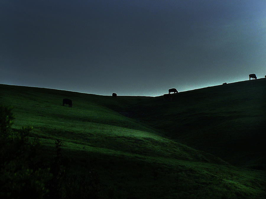 Cows on a Blue Ridge at Dusk Photograph by Wayne King