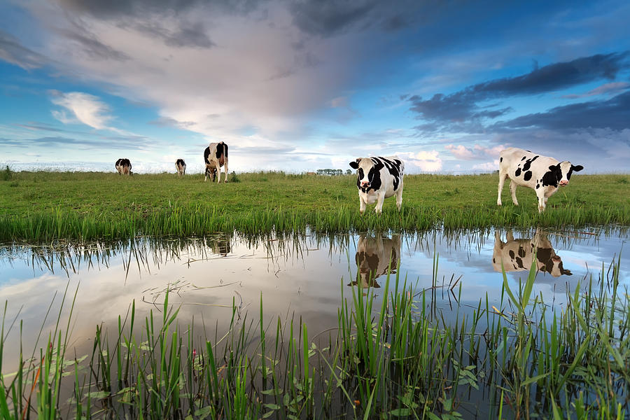 Cows On Pasture By River Photograph by Catolla