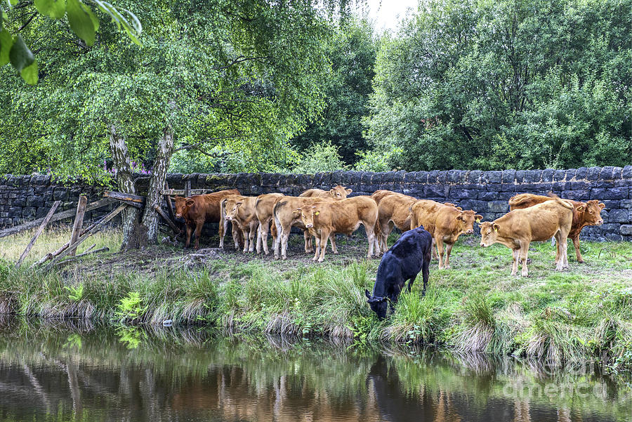 Cows on the banks of a canal Photograph by Pics By Tony
