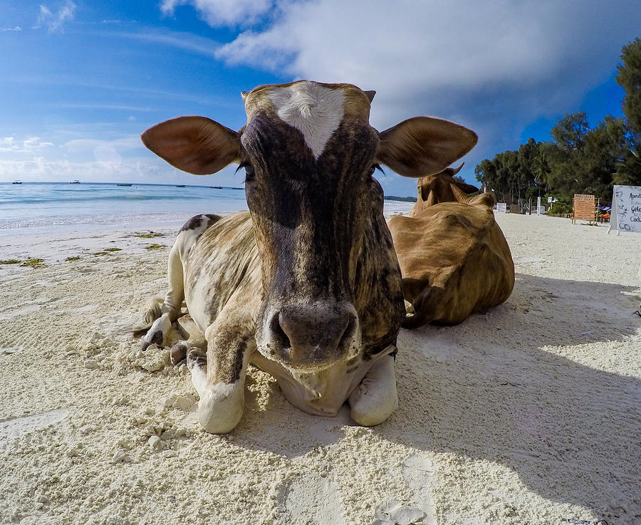 Cows on the beach Photograph by Anastasiia  Teterina