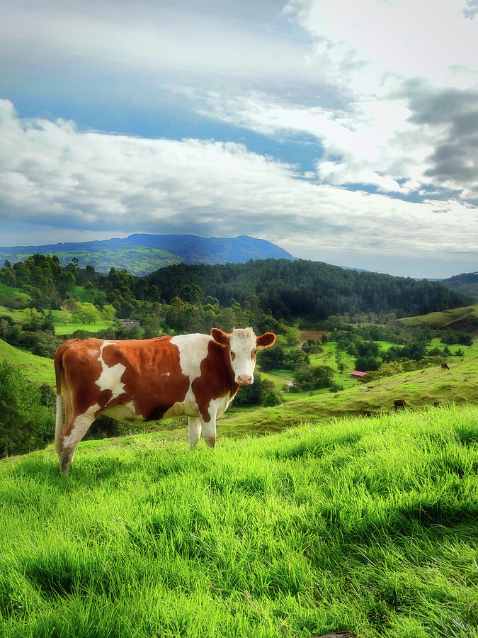 Cows on Top a Hill Photograph by Running Brook Galleries | Fine Art America