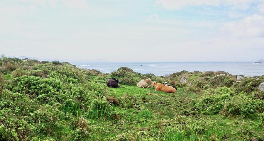 Cows Resting on Irish Coast Photograph by Douglas Barnett