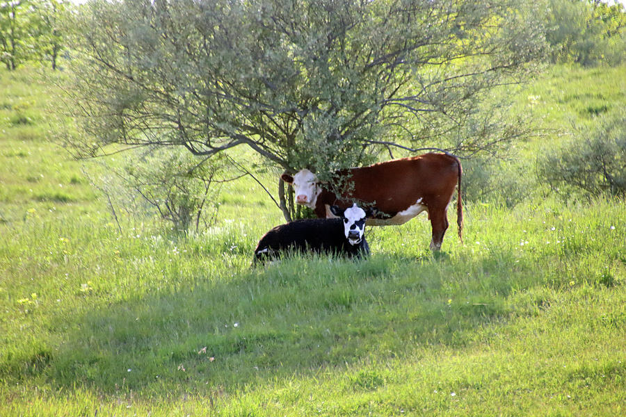 Cows Resting Under the Tree Photograph by Angela Murdock