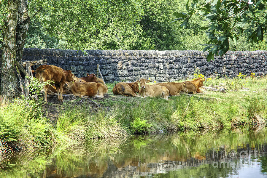 Cows Shading From The Sun On The Banks Of The Rochdale Canal England Photograph