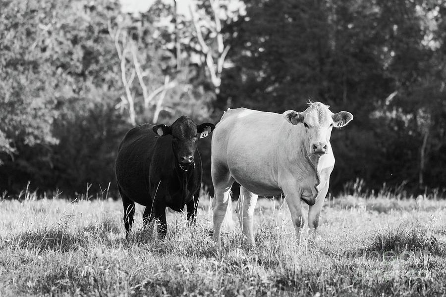 Cows Photograph by Vincent Bonafede