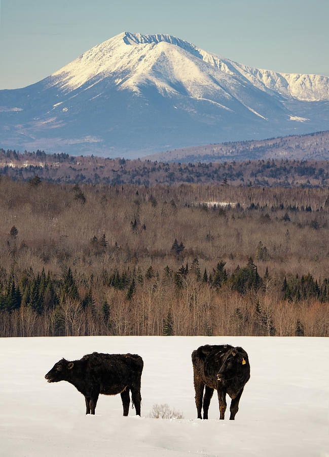Cows with a View Photograph by Darylann Leonard Photography