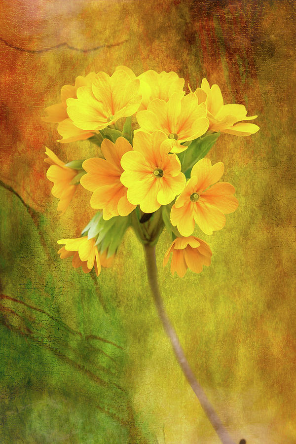 Cowslips against textured background Photograph by Sue Leonard