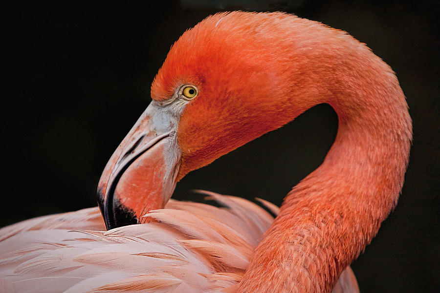 Coy Flamingo Portrait Photograph by Harriet Feagin