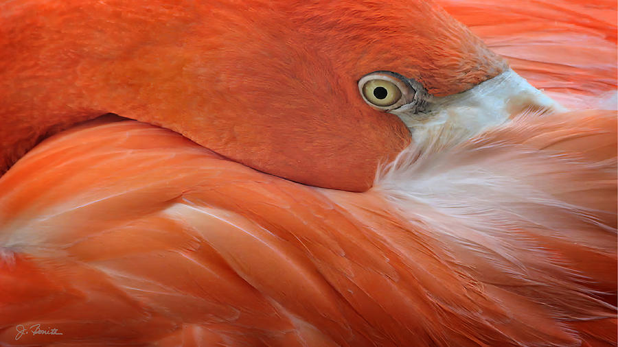 Coy Flamingo Photograph by Joe Bonita