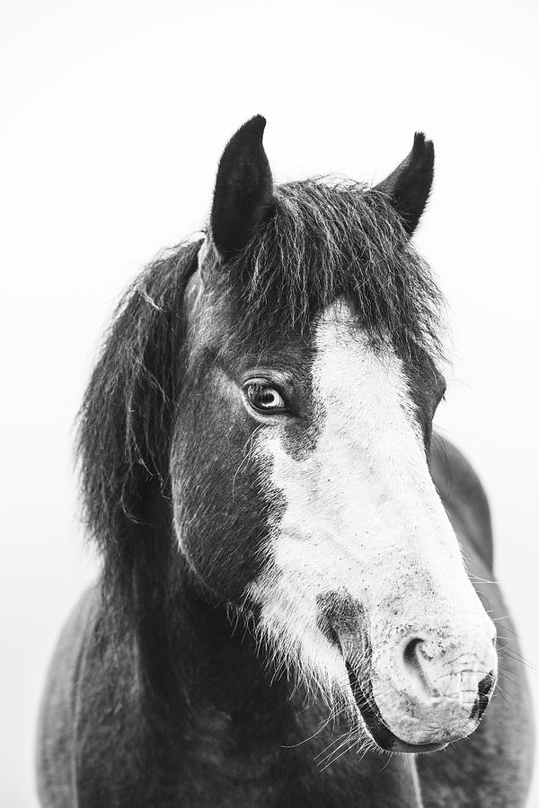 Coy - Horse Art Photograph by Lisa Saint
