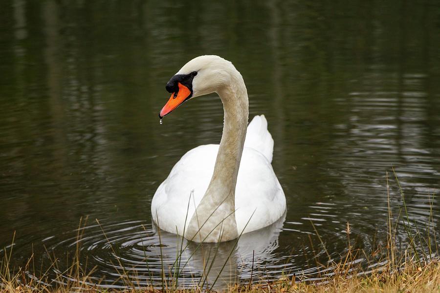 Coy Mute Swan Photograph by Liza Eckardt