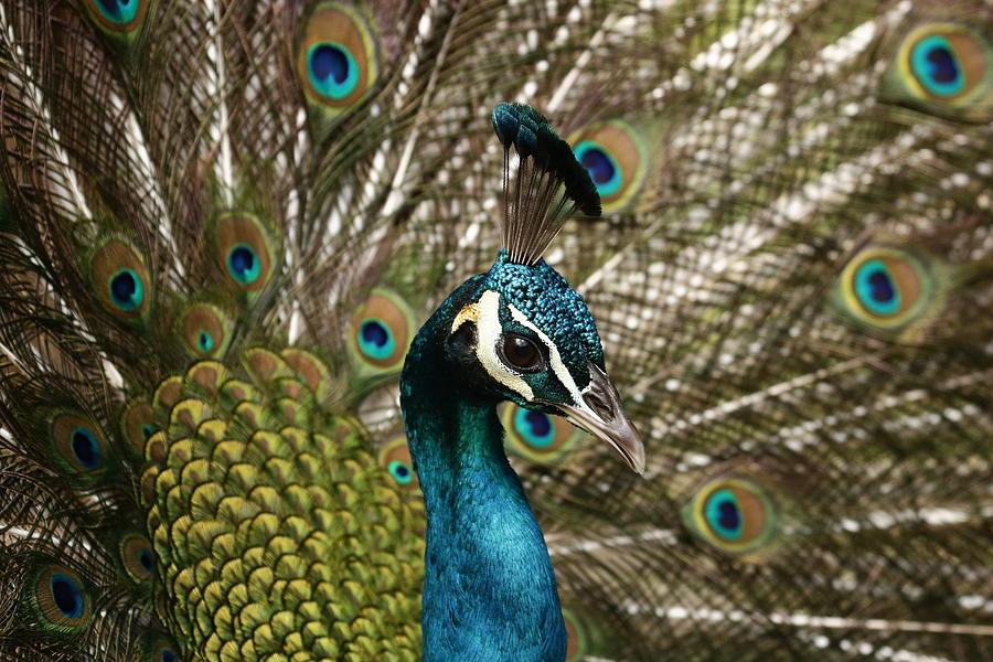 Coy peacock side portrait Photograph by Barbara Wallace - Fine Art America