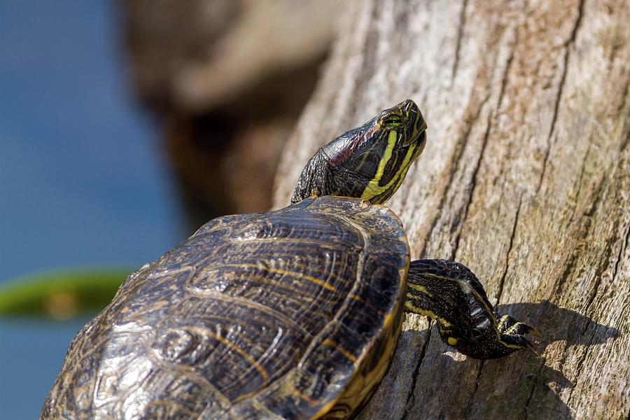 Coy Turtle Photograph by Liza Eckardt
